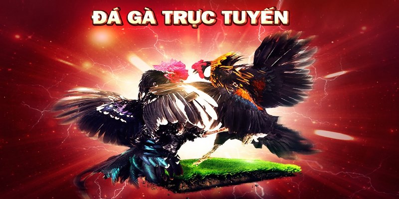 Tìm hiểu đá gà trực tuyến online