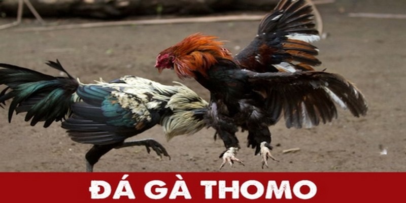 Đôi nét về đá gà Thomo trực tiếp hôm nay