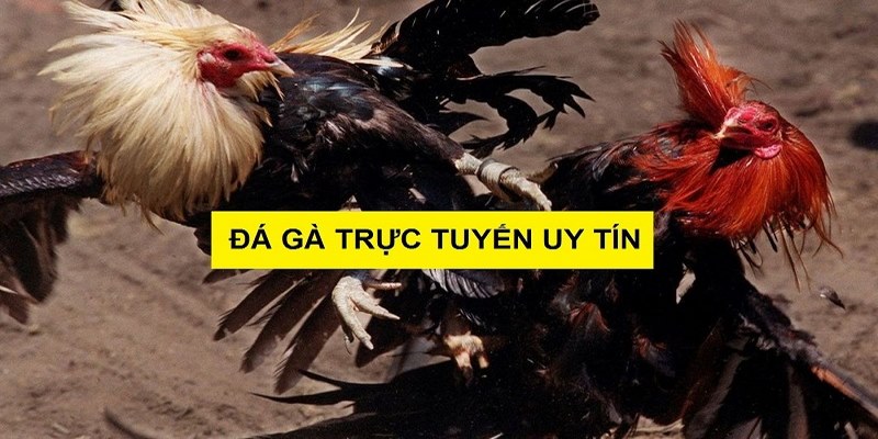 Lý do đá gà trực tiếp online lại hot đến thế