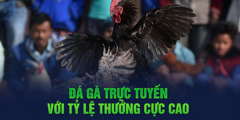 Da ga 88 trực tuyến với tỷ lệ thưởng cực cao 