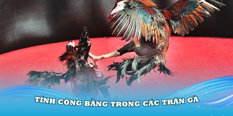 truong-ga-moc-hoa-tinh-cong-bang