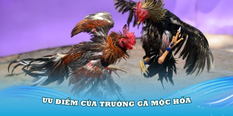 truong-ga-moc-hoa-uu-diem